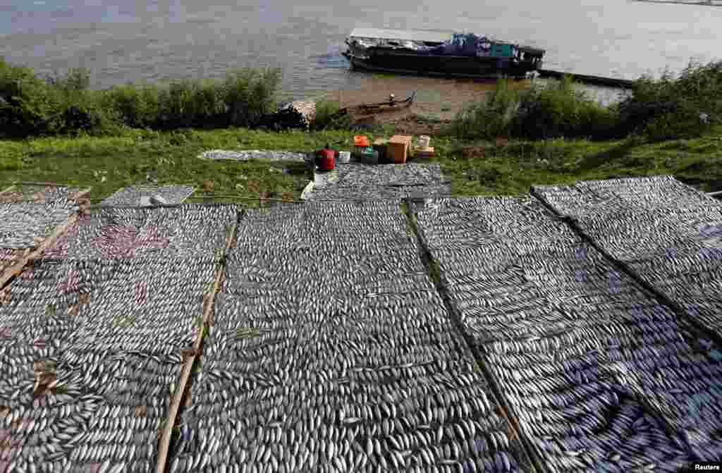 A man dries fish on the Mekong river bank in Kandal province, Cambodia.