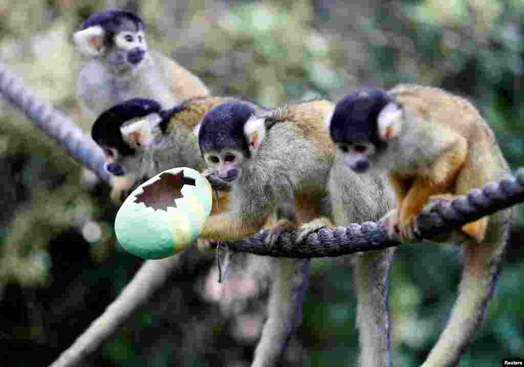 Black capped squirrel monkeys are fed treats from a papier-mache Easter egg at ZSL London Zoo.