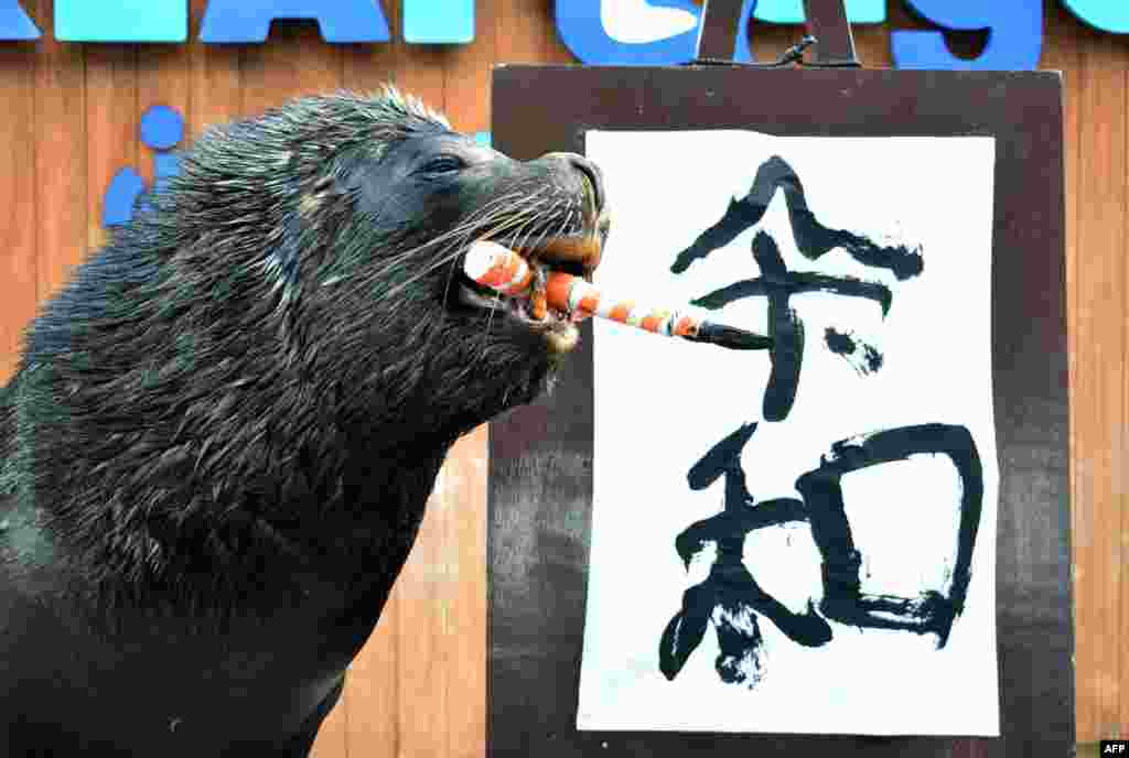 Sea lion 'Leo' poses after writing the characters for the new era name "Reiwa" at Hakkeijima Sea Paradise in Yokohama, suburban Tokyo. Japan revealed the name of the era that will define the new emperor's reign when he ascends the Chrysanthemum Throne next month following a historic abdication.