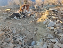 A calf stands next to its mother, which has a broken leg, in the village of Cevrimtas, near Sivrice, Elazig, Turkey, Jan. 25, 2020. (Mahmut Bozarslan/VOA Turkish)