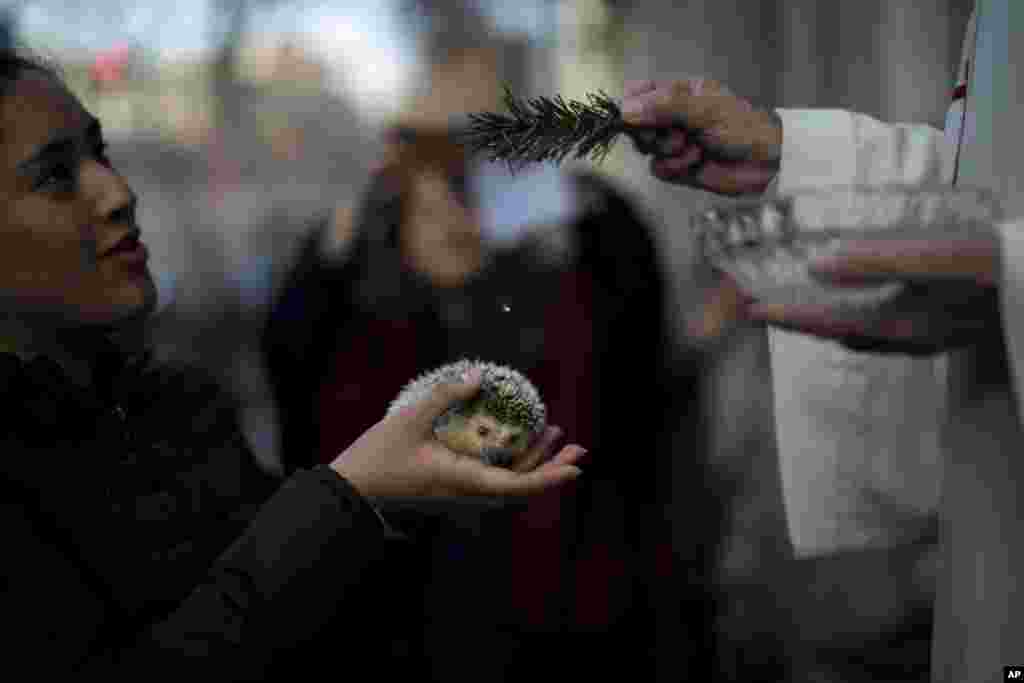 A hedgehog is blessed by a priest at the l'Escola Pia church during the feast of Saint Anthony, Spain's patron saint of animals, in Barcelona.