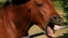 Horses use similar facial muscles to humans, suggesting an evolutionary parallel in how horses and humans use the face to communicate. (Credit: Jennifer Wathan)