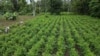 ARCHIVO - Los agricultores cosechan hojas de coca cerca de Shinahota, en la región del Chapare de Bolivia, el sábado 23 de noviembre de 2024.
