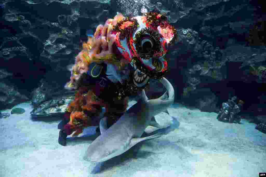 Divers perform a traditional lion dance as a shark swims past inside an aquarium at the Aquaria KLCC in Kuala Lumpur, Malaysia, as a part of the Lunar New Year celebrations.