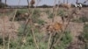 Syrian Authorities Find 5,000 Bodies in Mass Graves in Raqqa