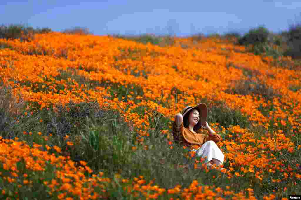 A woman sits in a super bloom of poppies in Lake Elsinore, California, Feb. 27, 2019.