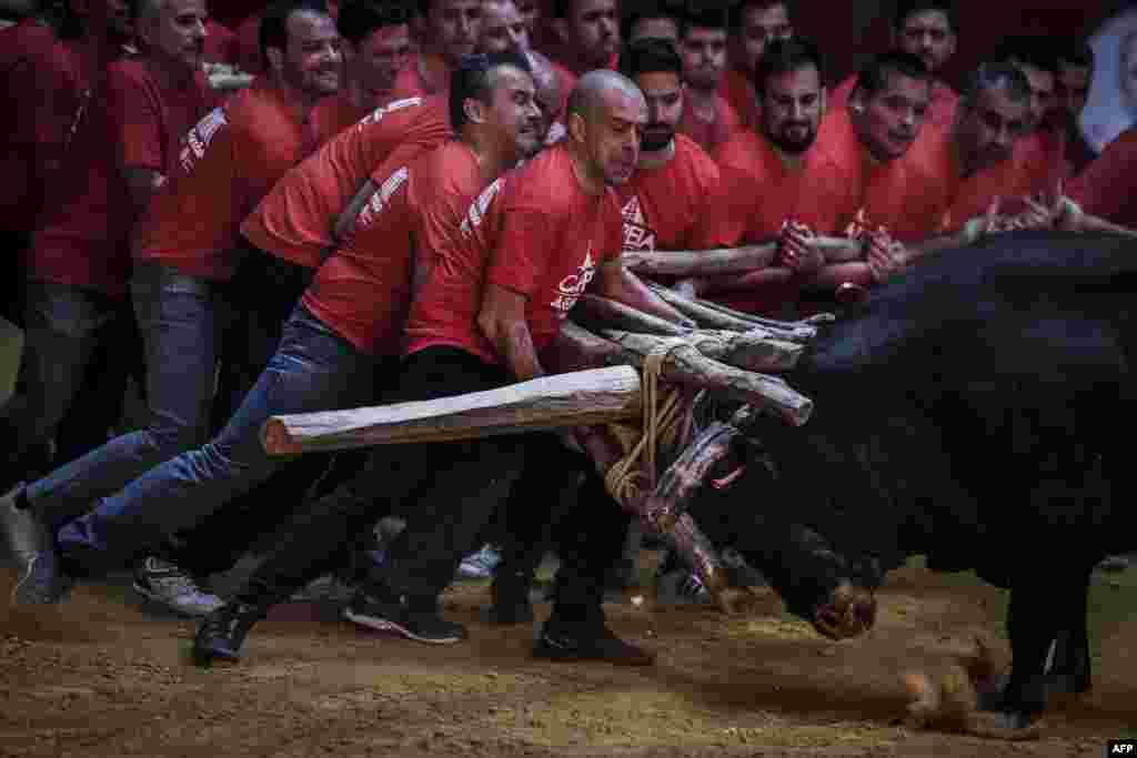 A group of men perform the bullfight of "Capeia Arraiana" during the Bullfighting Day at the Campo Pequeno bullfighting arena in Lisbon, Portugal, Feb. 23, 2019.