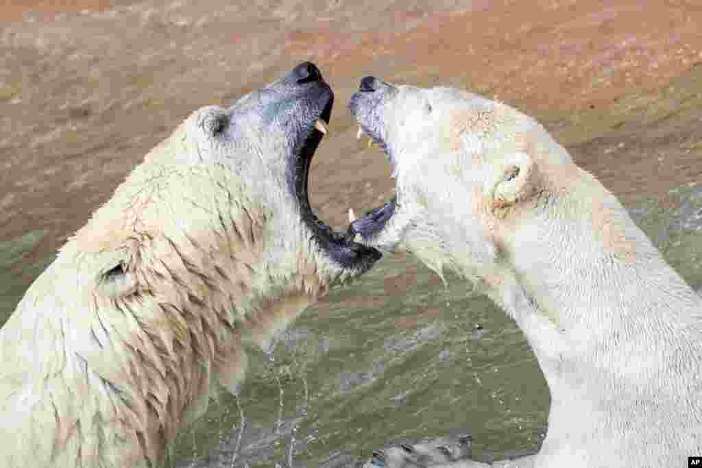 Polar bears Nanuq and Vera play in their enclosure at the 'Tierpark' Zoo in Nuremberg, Germany.
