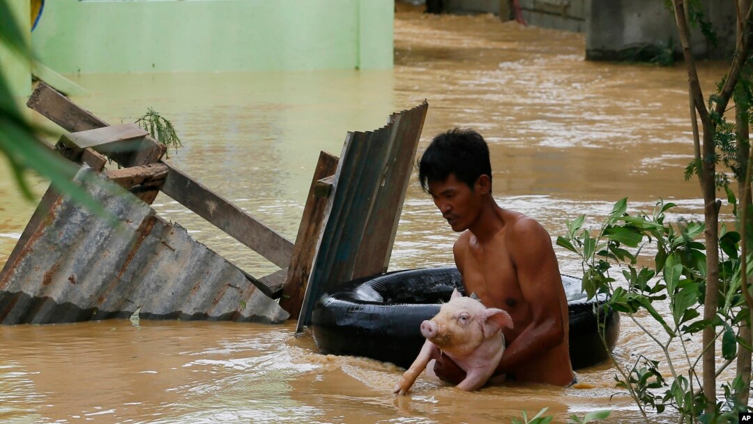 Un residente usa la cámara de una llanta para salvar a un cerdo de las inundaciones causadas por el tifón Koppu en Zaragosa, provincia de Nueva Ecija, al norte de Manila, Filipinas, el lunes, 19 de octubre de 2015.
