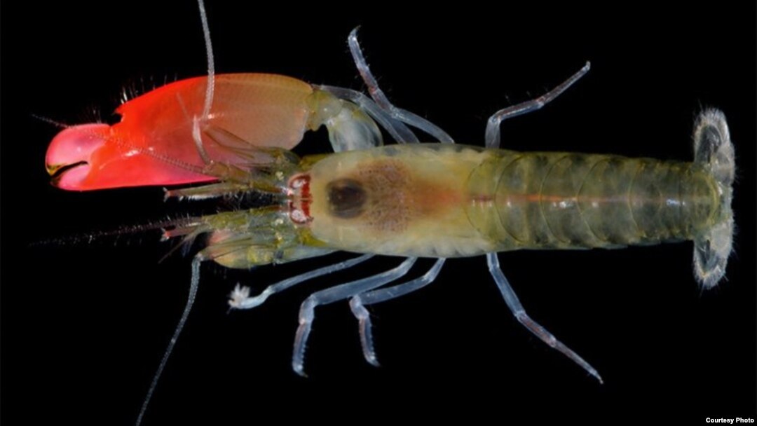 A newly discovered type of shrimp has been named after the rock band Pink Floyd. (Oxford University of Natural History)