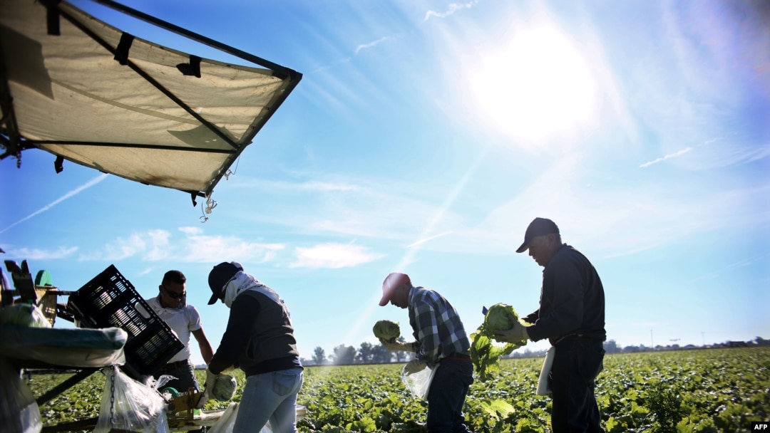 Trabajadores agrícolas mexicanos cosechan lechuga en una granja en las afueras de Brawley, California, en el Imperial Valley. Jan. 31, 2017.