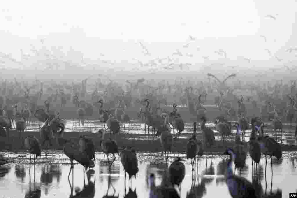 Thousands of Gray Cranes are pictured at the Agamon Hula Lake in the northern Israeli Hula valley during the bird migration from Eastern Europe to Africa.