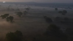 África Agora: “É preciso envolver as comunidades” na gestão das florestas do miombo, diz Diretor Nacional de Florestas de Moçambique
