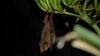 FILE - A Mexican long-nosed bat (Leptonycteris nivalis) hangs from agave flowers in Nuevo Leon, Mexico, in July 2022. (Chris Galloway/Horizonline Pictures/Bat Conservation International via AP)