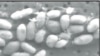 NASA Scientists Find Unusual DNA Form of Arsenic