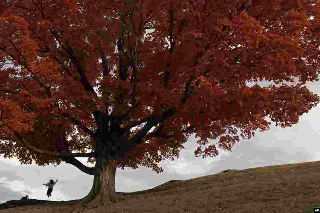 A woman jumps in the air next o a maple tree in full fall color, Oct. 23, 2022, in Kansas City, Missouri.