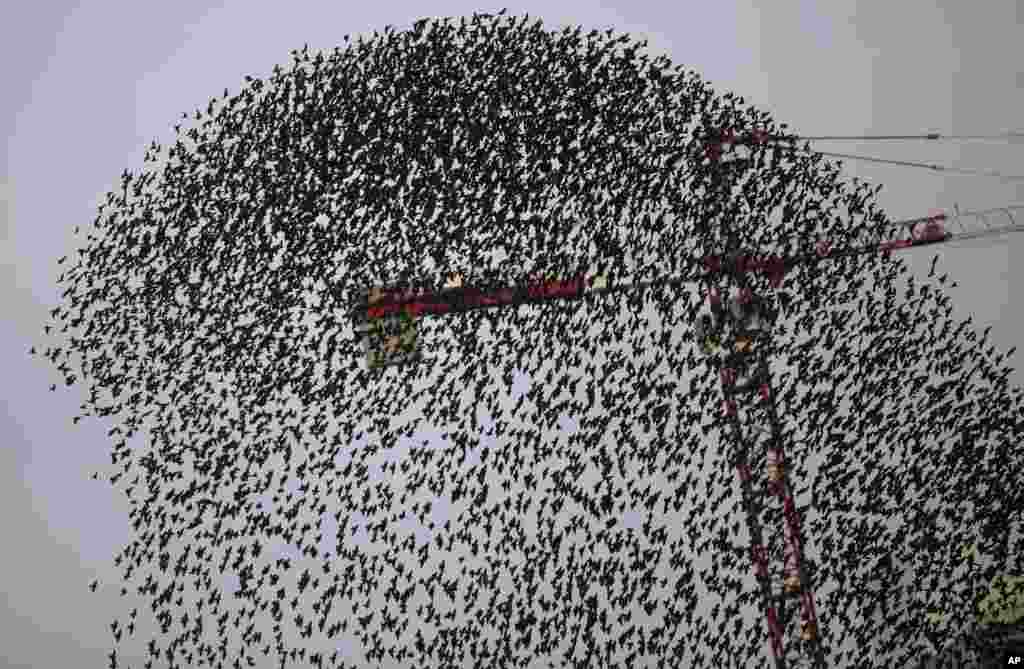 A flock of starlings flies in a murmuration past a crane, in Milan, Italy.