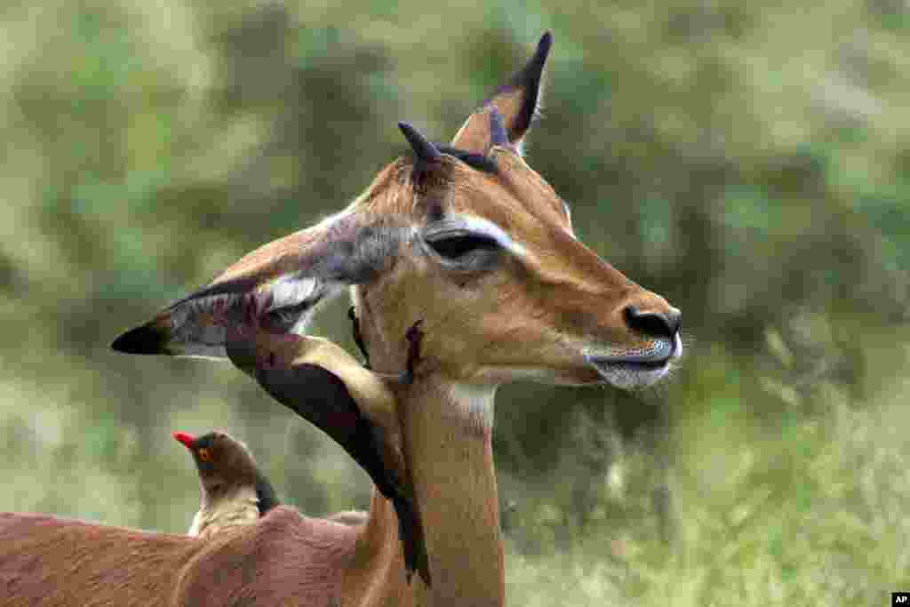 An oxpecker picks the ear of an impala in Kruger National Park, South Africa. Oxpeckers feed on insects and ticks on giraffes, impalas and other wild animals.