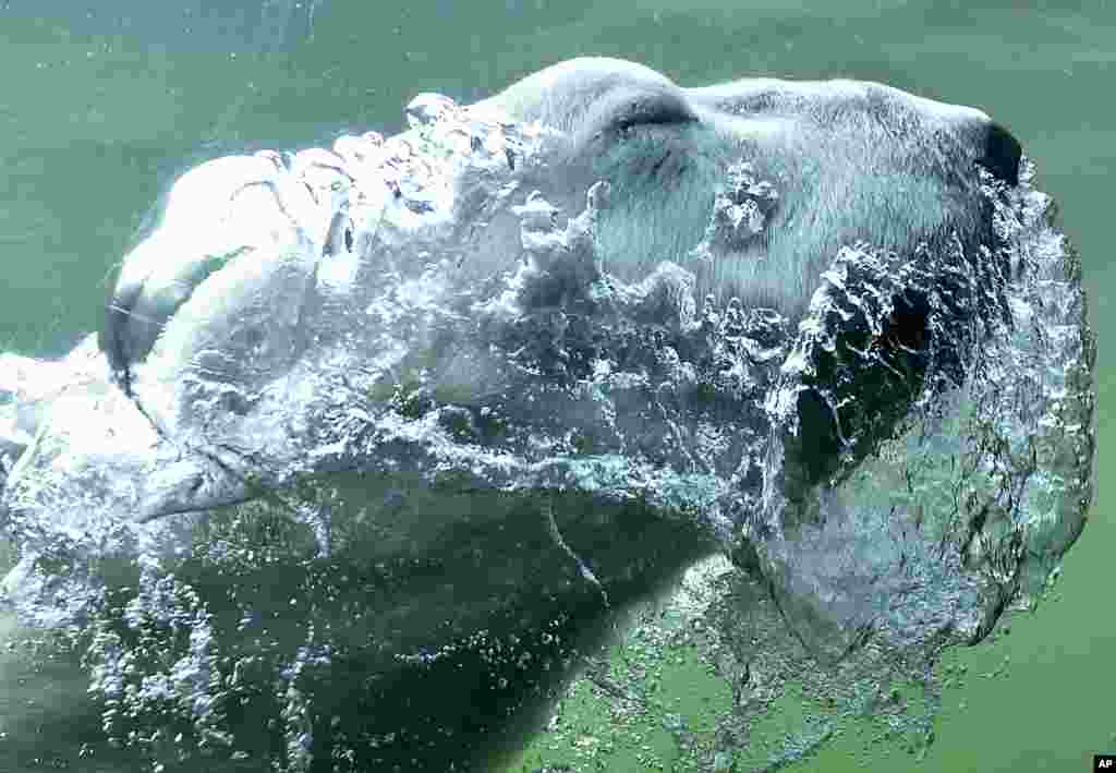 A polar bear blows bubbles as he dives in the water at its enclosure at the zoo in Gelsenkirchen, Germany.