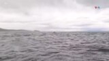 Ballena atrapa en la boca y luego escupe a joven en costas del sur de Chile
