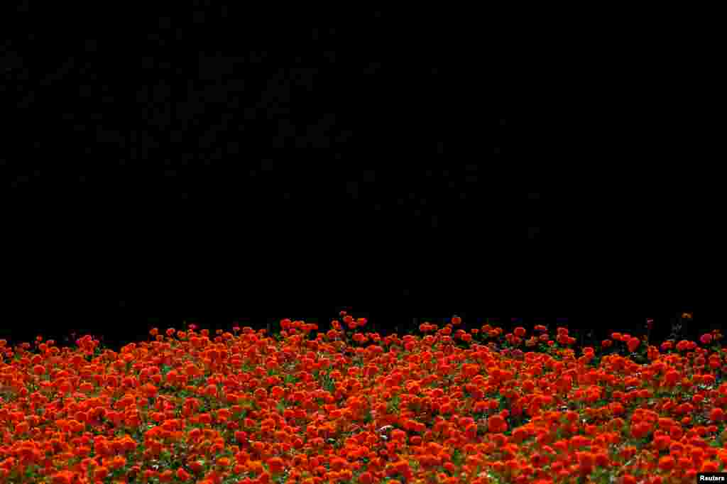 Light illuminates marigold flowers in Kathmandu, Nepal.