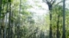 Florida Everglades