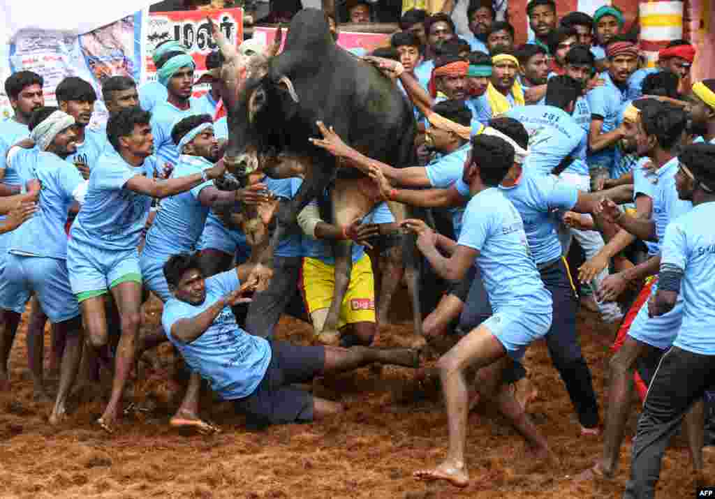 Indian participants try to control a bull at the annual bull taming event 'Jallikattu' in Palamedu village on the outskirts of Madurai, in the southern state of Tamil Nadu.