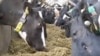 British Cows Connected to 5G Can Control Own Milking
