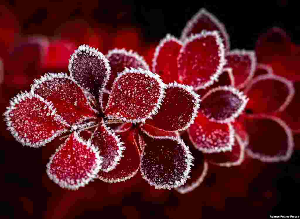 The barberry bush leaves cover with hoarfrost in the garden outside Moscow early morning, as the temperature in Russian capital dropped below zero during the night.