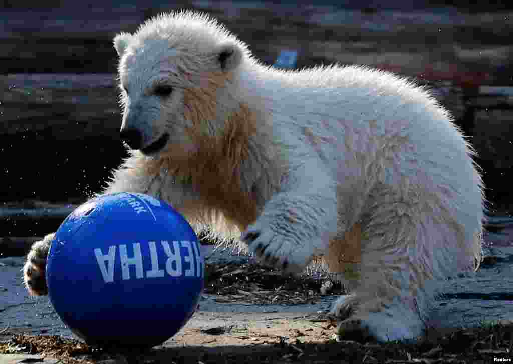 The polar bear cub Hertha plays with a ball after her name was announced, at the Tierpark zoo in Berlin, Germany.