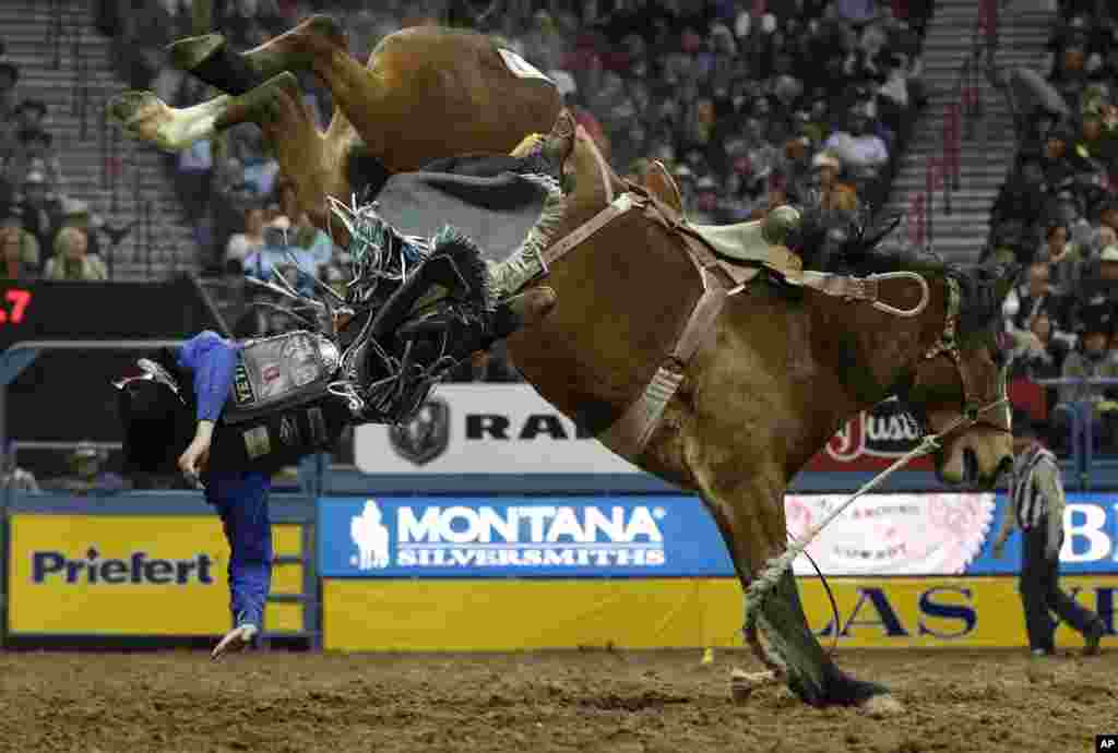 Ryder Wright, of Milford, Utah, is bucked off his horse while competing in the saddle bronc riding event during the seventh go-round of the National Finals Rodeo, Dec. 12, 2018, in Las Vegas.