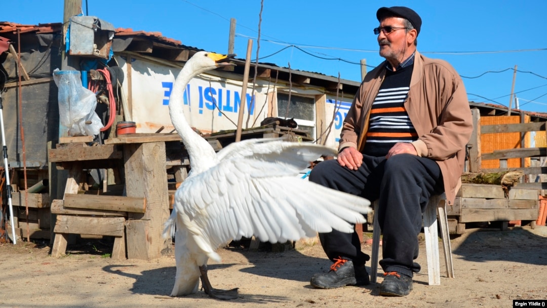Marzan's swan named Garip, follows Marazan everywhere when Garip is out of his pen. Photo taken on February 6, 2021. (AP Photo/Ergin Yildiz)