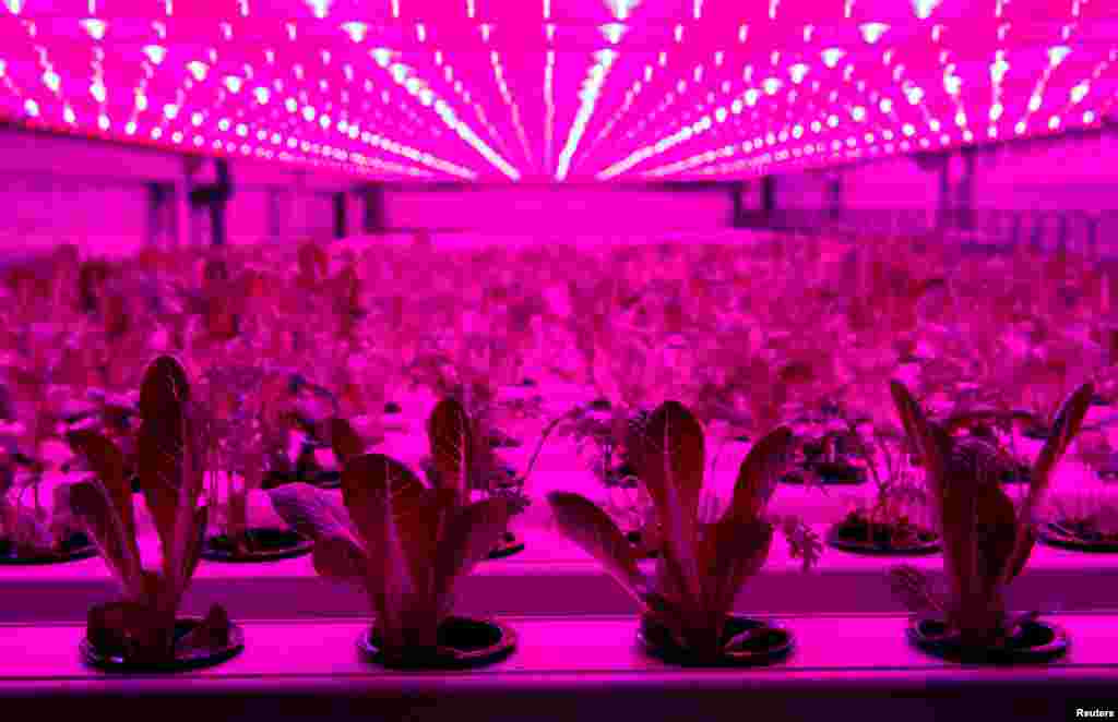 A four-level 30 square meters large farming technology container with 900 plants is lit by LED lights outside a store of IKEA, the world's biggest furniture group in Kaarst near Duesseldorf, Germany, April 3, 2019.
