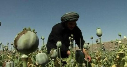 Afghan Opium Crop Headed for Record High