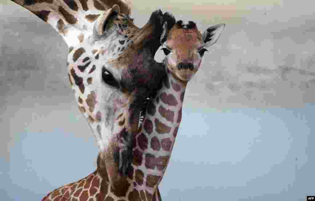 Five-day-old baby Rotschild giraffe is seen with her mother at the zoo in Prague, Czech Republic.