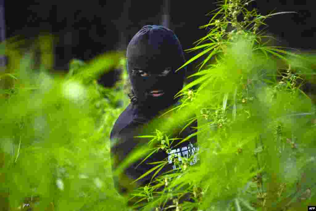 An Indonesian policeman destroys marijuana plants during a raid on 3 hectares of marijuana plantation in Montasik, Aceh province.