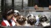 Thai PM Warns Swollen River Could Flood Inner Bangkok