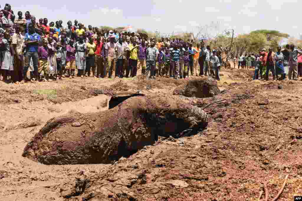 People watch as two of three elephants stuck in deep mud on the shores of the seasonal Lake Kapnarok, situated at the base of the Kerio valley, part of the Kenyan Rift Valley's ecosystem in Baringo County, are rescued, April 1, 2019.