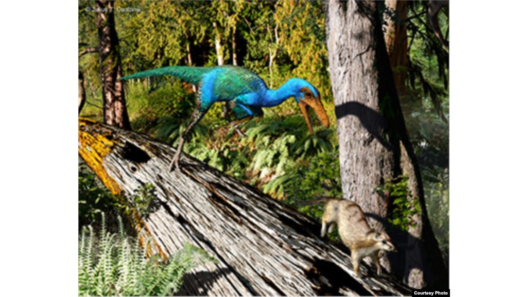The bird-like Troodon lived in North America 77 million years ago. Illustration by Julius Csotony, University of Calgary