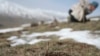 Political Motives Seen in Beijing's Warning on 'Himalayan Viagra'