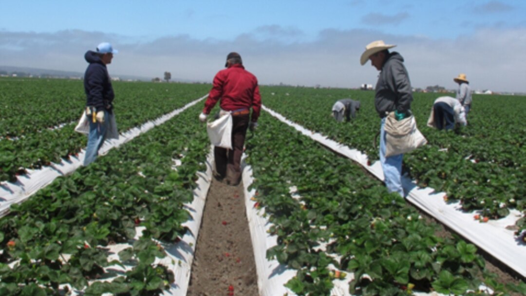 Farmworkers weed strawberry rows on a field outside Salinas, California