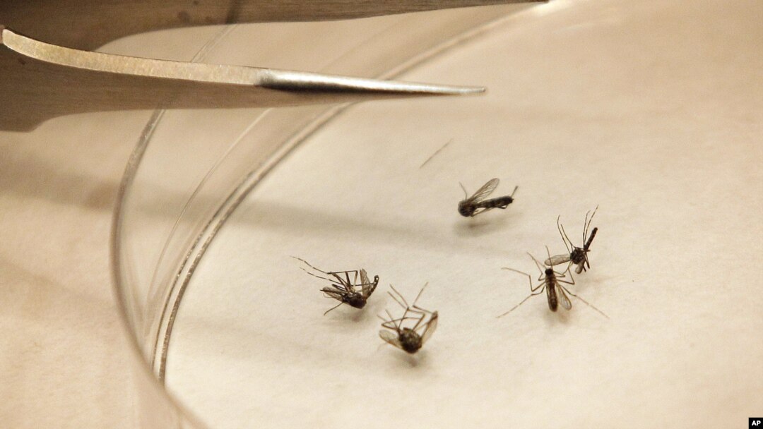 Mosquitoes are sorted at the Dallas County mosquito lab in Dallas, Aug. 16, 2012. 