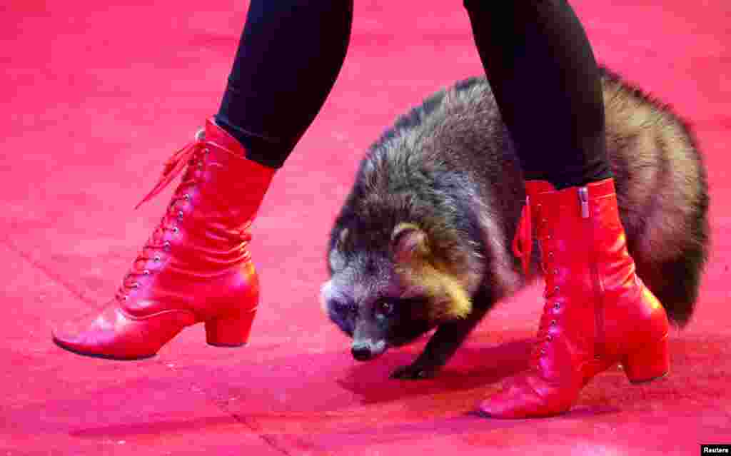 An artist performs with a raccoon dog during the presentation of the new show "Wonderful Home" at the Belarus State Circus in Minsk, Belarus, Feb. 1, 2019.