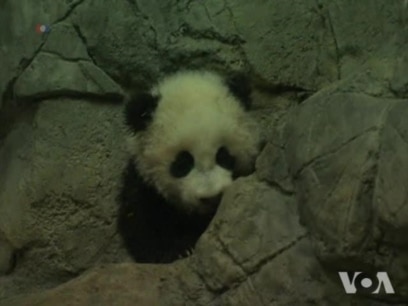 Washington's Baby Panda Makes Press Appearance
