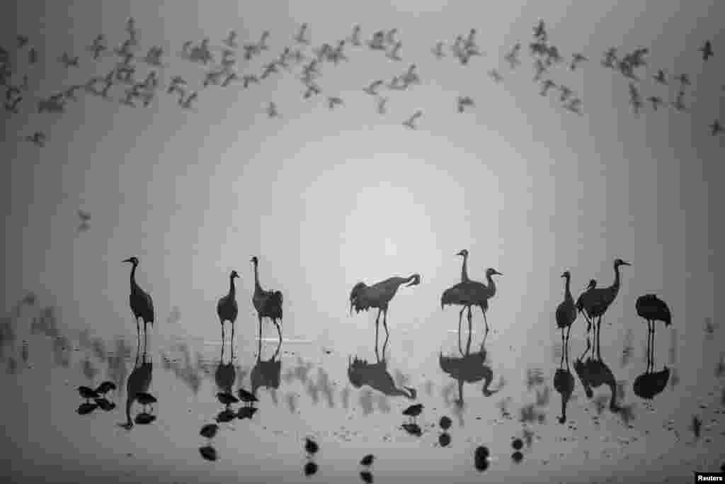 A flock of migrating cranes is seen at the Hula Lake Ornithology and Nature Park in northern Israel. The Hula Valley is a stopping point for hundreds of species of birds along their migration route between the northern and southern hemispheres.