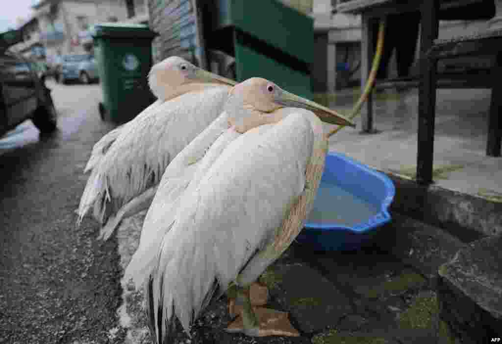 Two pelicans wait for food outside a fish shop in Okaibe, north of the capital Beirut, Lebanon.
