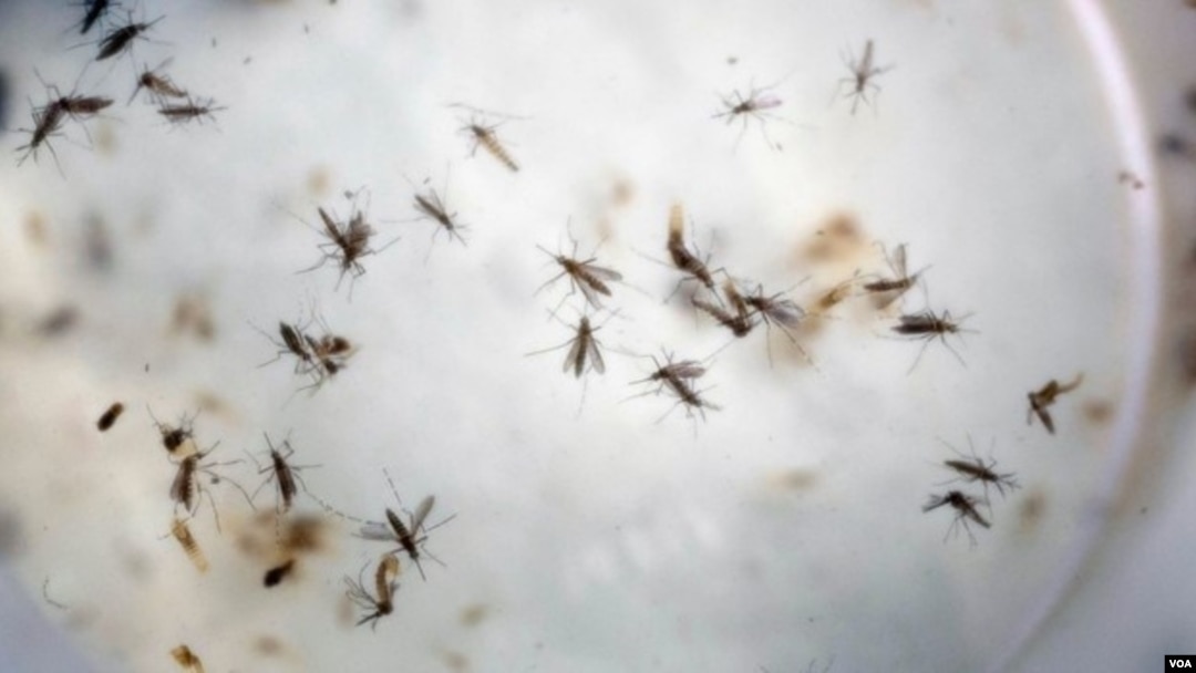  ARCHIVO - Mosquitos Aedes aegypti, causantes del dengue, son vistos en una jaula en un laboratorio en Cucuta, Colombia
