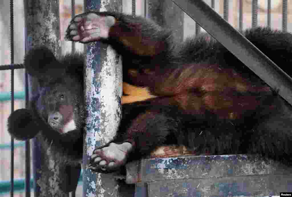 Streltsov, a one-year-old Himalayan bear cub, plays inside an open-air cage after waking up from winter hibernation while his mother sleeps, at the Royev Ruchey Zoo in Krasnoyarsk, Russia, March 5, 2019.