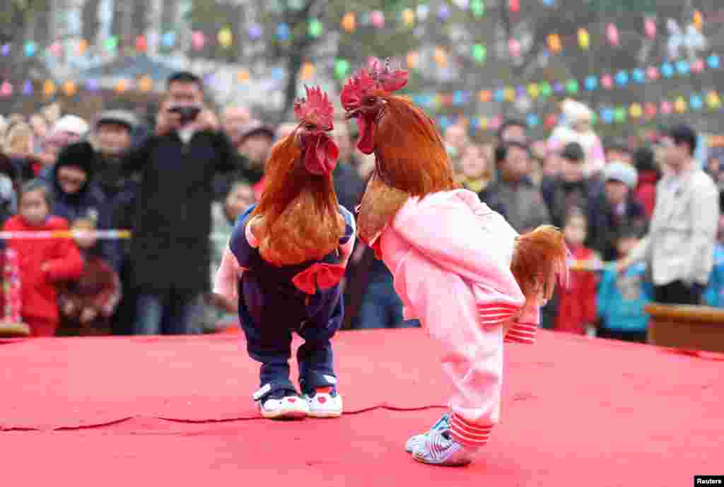 Roosters dressed up in costumes are on display during a local chicken beauty pageant in Guang'an, Sichuan province, China.