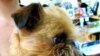 Daughters, Sons and Dogs Get a Day at the Office